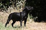 STAFFIE 412